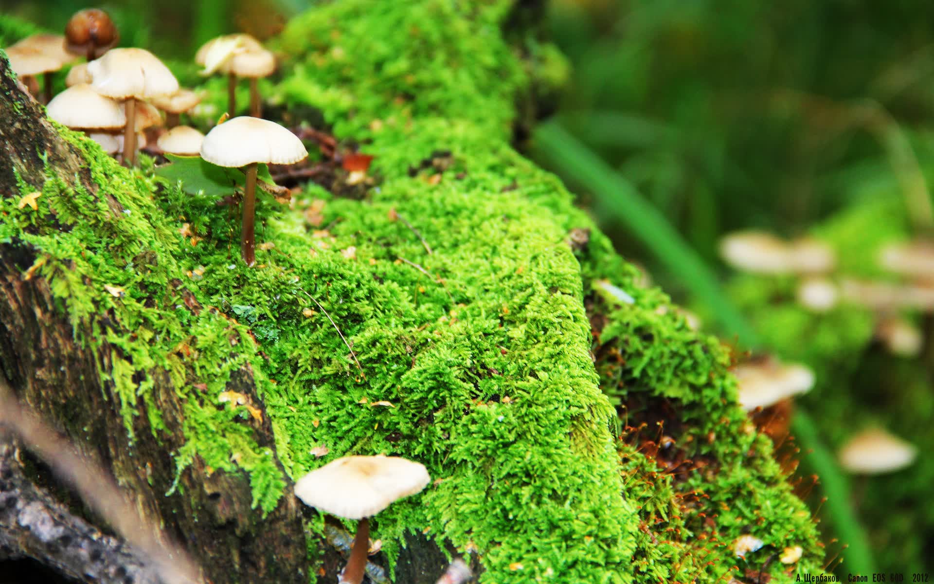 世界拳击职业联赛季后评选MVP揭晓，世界拳击经典赛
